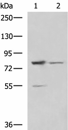 SORBS2 Polyclonal Antibody (E-AB-19081)