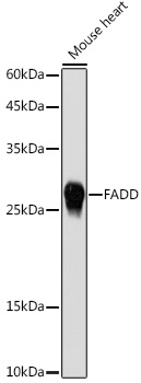 FADD Polyclonal Antibody (E-AB-93254)