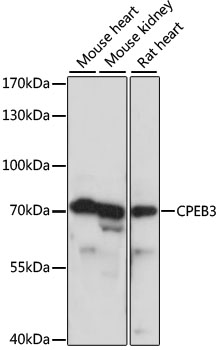 CPEB3 Polyclonal Antibody (E-AB-65304)