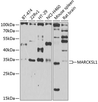 MARCKSL1 Polyclonal Antibody (E-AB-67826)
