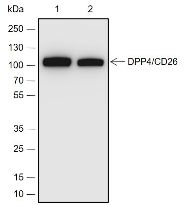 Recombinant DPP4/CD26 Monoclonal Antibody (AN301964L)
