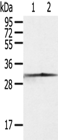 CASP3 Polyclonal Antibody (E-AB-13815)