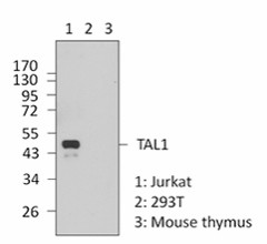 Purified anti-TAL1 Antibody (681001)
