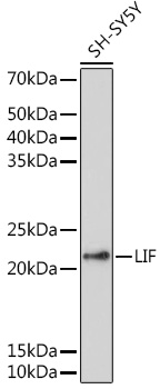 LIF Polyclonal Antibody (E-AB-68292)
