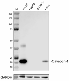 Purified anti-CAV1 (Caveolin-1) (648850)