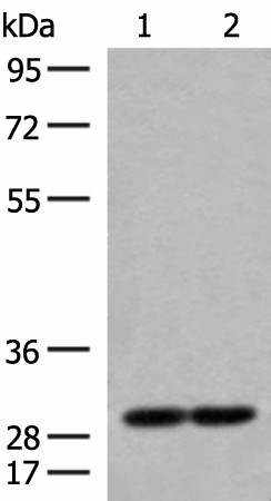MRPS18B Polyclonal Antibody (E-AB-52720)