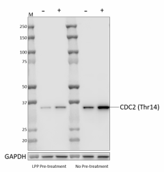 Purified anti-human cdc2 Phospho (Thr14) Antibody (947401)