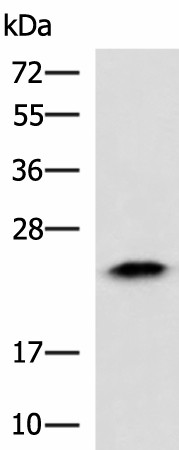 ABHD14B Polyclonal Antibody (E-AB-52328)