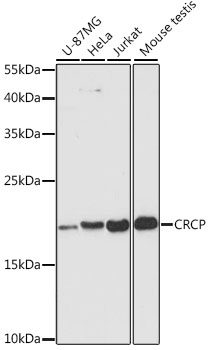 CRCP Polyclonal Antibody (E-AB-65490)