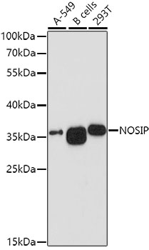 NOSIP Polyclonal Antibody (E-AB-62437)