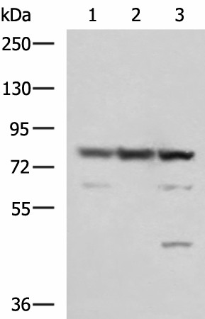 SORBS2 Polyclonal Antibody (E-AB-52997)