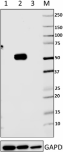 Purified anti-IRF6 Antibody (674502)