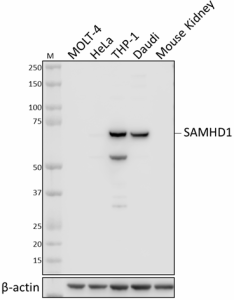 Purified anti-SAMHD1 Antibody (941001)