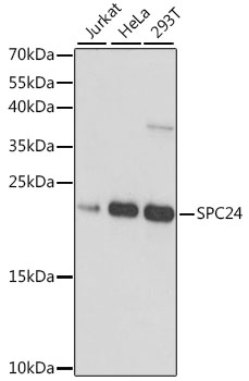 SPC24 Polyclonal Antibody (E-AB-66870)