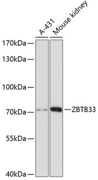 ZBTB33 Polyclonal Antibody (E-AB-64352)