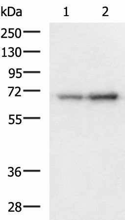 PAIP1 Polyclonal Antibody (E-AB-19272)