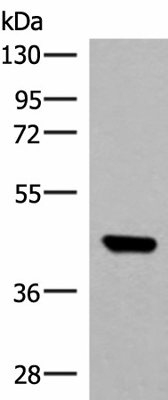 GTF3A Polyclonal Antibody (E-AB-19973)