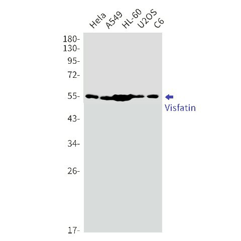Recombinant Nampt Monoclonal Antibody (E-AB-81515)