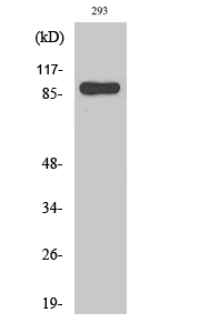 STAT1 Polyclonal Antibody (E-AB-32977)