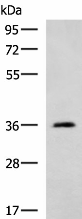 ATP1B2 Polyclonal Antibody (E-AB-19563)
