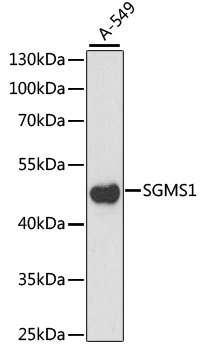 SGMS1 Polyclonal Antibody (E-AB-65174)
