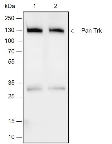 Recombinant Pan Trk Monoclonal Antibody (AN301971L)