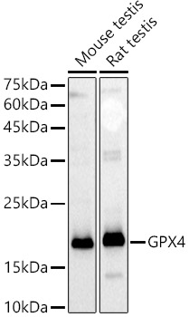 (KD Validated) GPX4 Polyclonal Antibody (E-AB-93297)