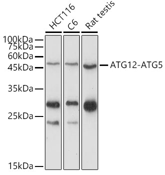 ATG12 Polyclonal Antibody (E-AB-91221)