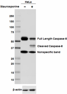 Purified anti-Caspase-8 Antibody