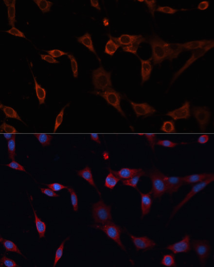 PDIA2 Polyclonal Antibody (E-AB-64329)