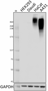 Purified anti-CA125 Antibody (666904)