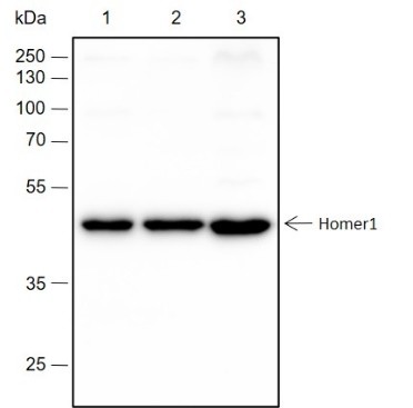 Recombinant Homer1 Monoclonal Antibody (AN301556L)