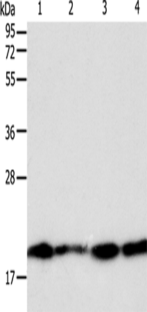 DIABLO Polyclonal Antibody (E-AB-14352)