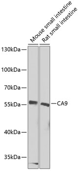 CA9 Polyclonal Antibody (E-AB-64788)