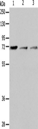 CD218b Polyclonal Antibody (E-AB-14440)