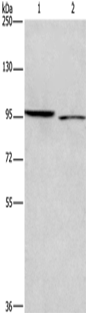 ICAM5 Polyclonal Antibody (E-AB-13316)