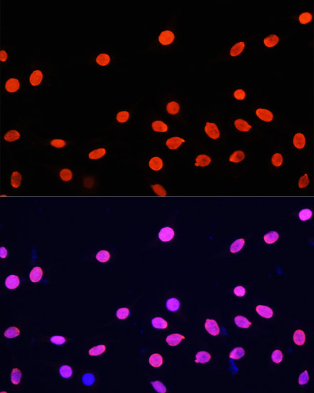 Histone H4 Polyclonal Antibody (E-AB-67021)
