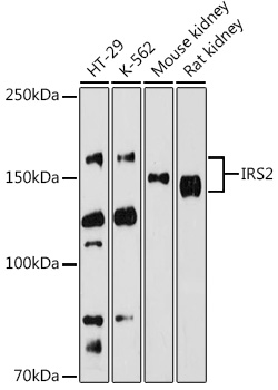 IRS2 Polyclonal Antibody (E-AB-62281)