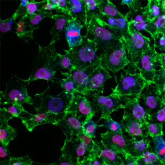 Brilliant Violet 421™ anti-Oct4 (Oct3) Antibody (653712)