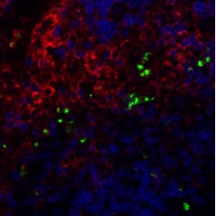 Brilliant Violet 421™ anti-mouse/human CD11b Antibody (101235)