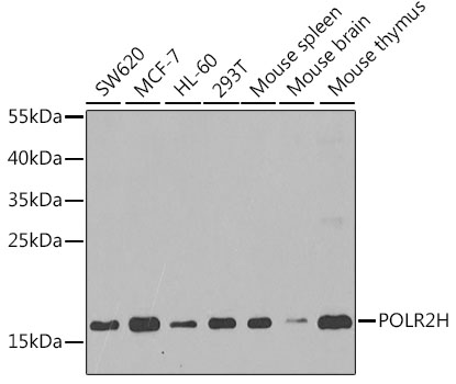 POLR2H Polyclonal Antibody (E-AB-61423)
