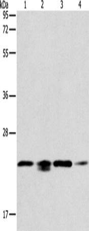 PRDX2 Polyclonal Antibody (E-AB-15831)