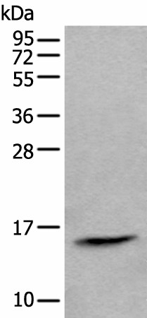 CCL21 Polyclonal Antibody (E-AB-19370)