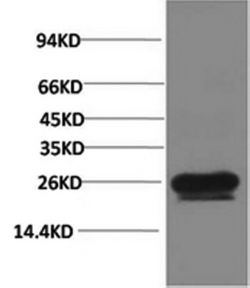 HSP27 Monoclonal Antibody (E-AB-22157)