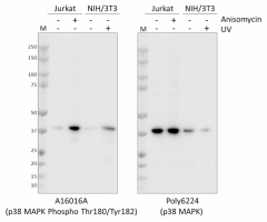 Purified anti-p38 MAPK Phospho (Thr180/Tyr182) Recombinant Antibody (690251)