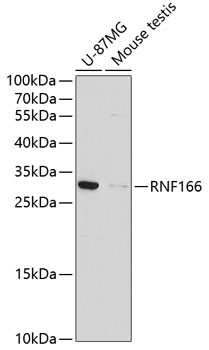 RNF166 Polyclonal Antibody (E-AB-65794)
