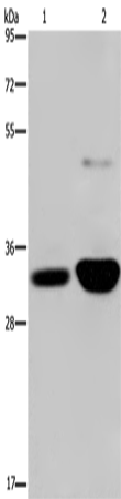 MAPRE3 Polyclonal Antibody (E-AB-14968)