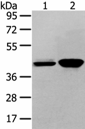 VASH2 Polyclonal Antibody (E-AB-17251)