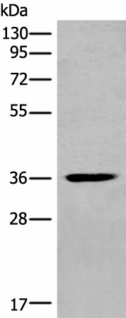 MEDAG Polyclonal Antibody (E-AB-19633)