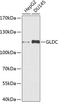 GLDC Polyclonal Antibody (E-AB-62761)